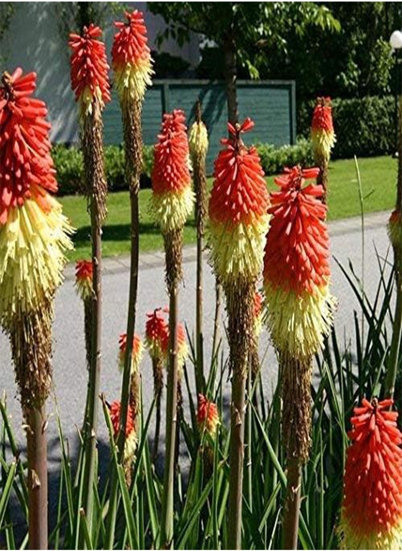 GGOOT - Red Hot Poker, Tritoma seeds   Kniphofia uvaria - Image 1
