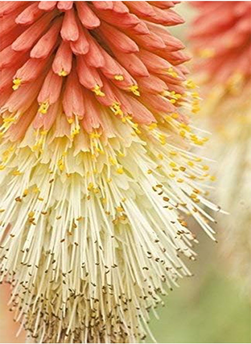 GGOOT - Red Hot Poker, Tritoma seeds   Kniphofia uvaria - Image 1
