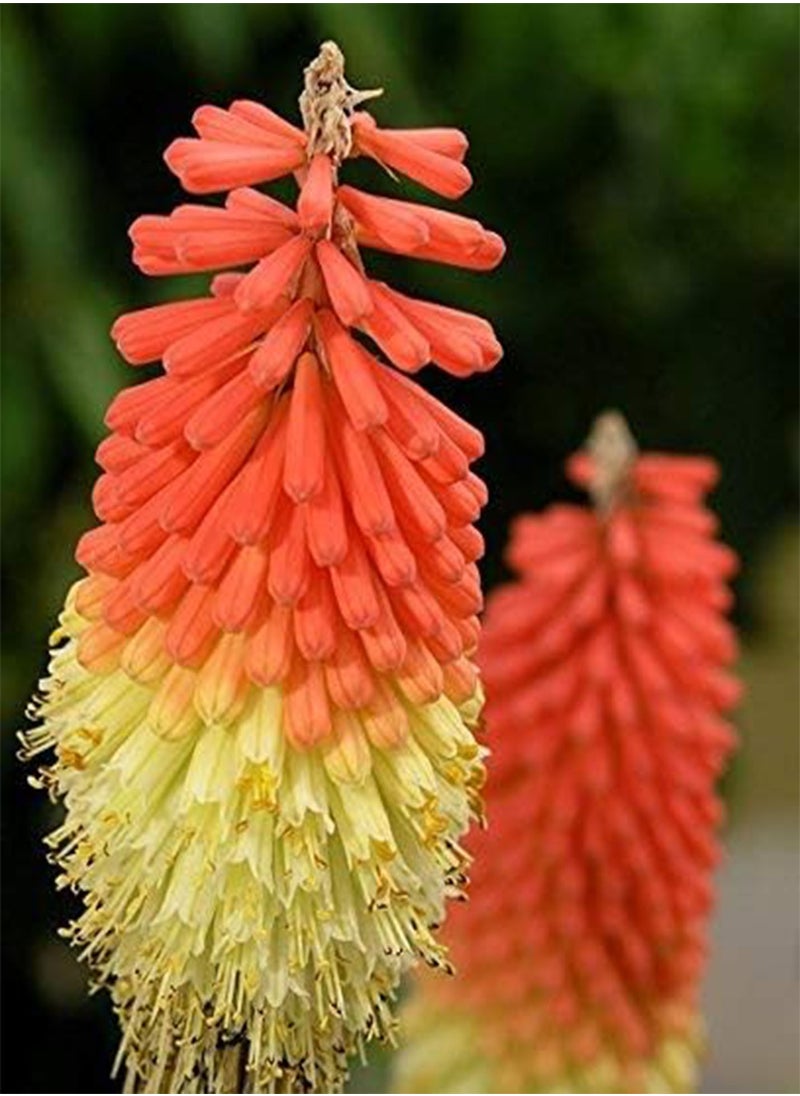 GGOOT - Red Hot Poker, Tritoma seeds   Kniphofia uvaria - Image 1