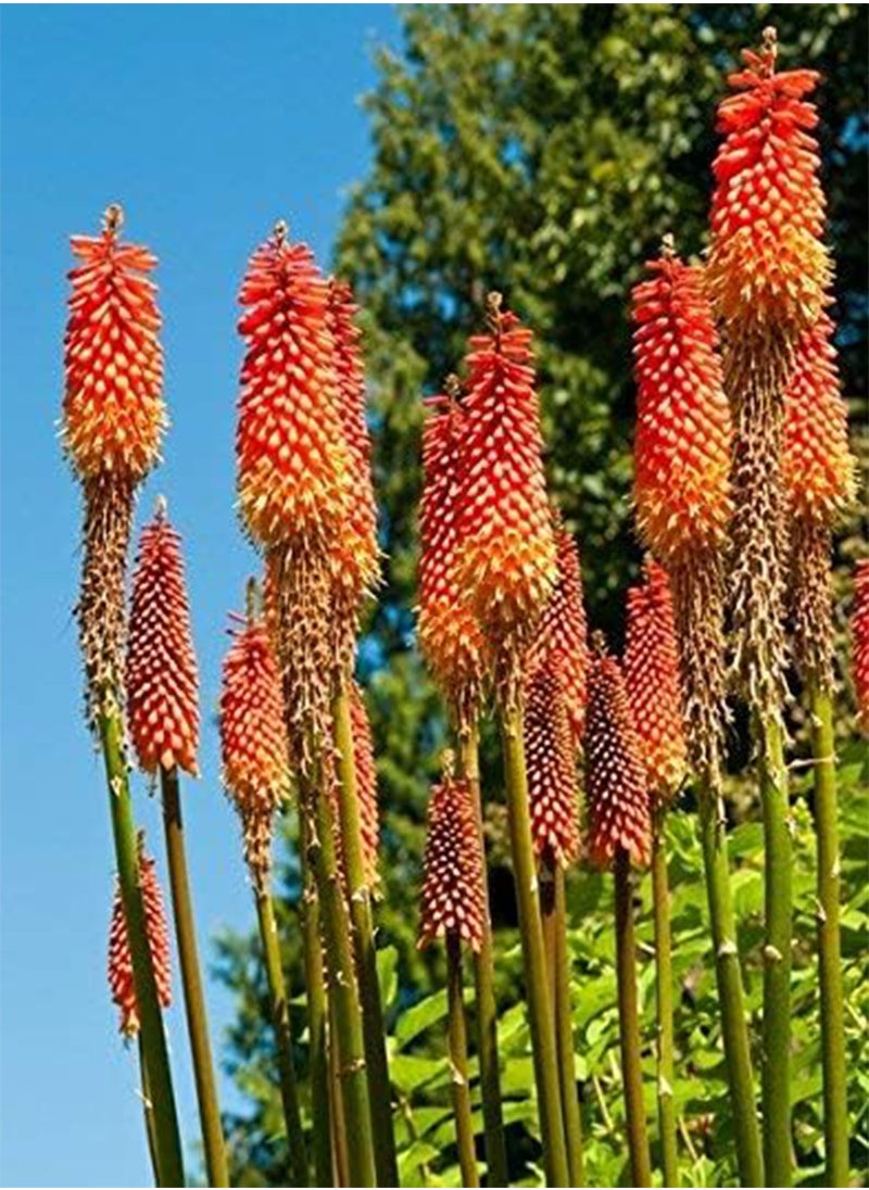 GGOOT - Red Hot Poker, Tritoma seeds   Kniphofia uvaria - Image 1