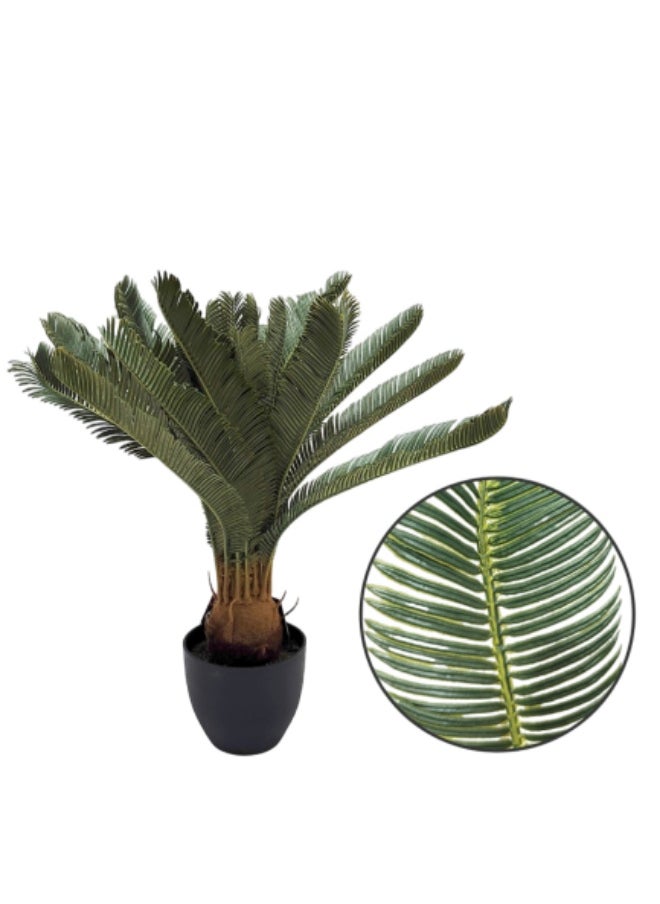 Generic Sykes palm tree with black trunk 