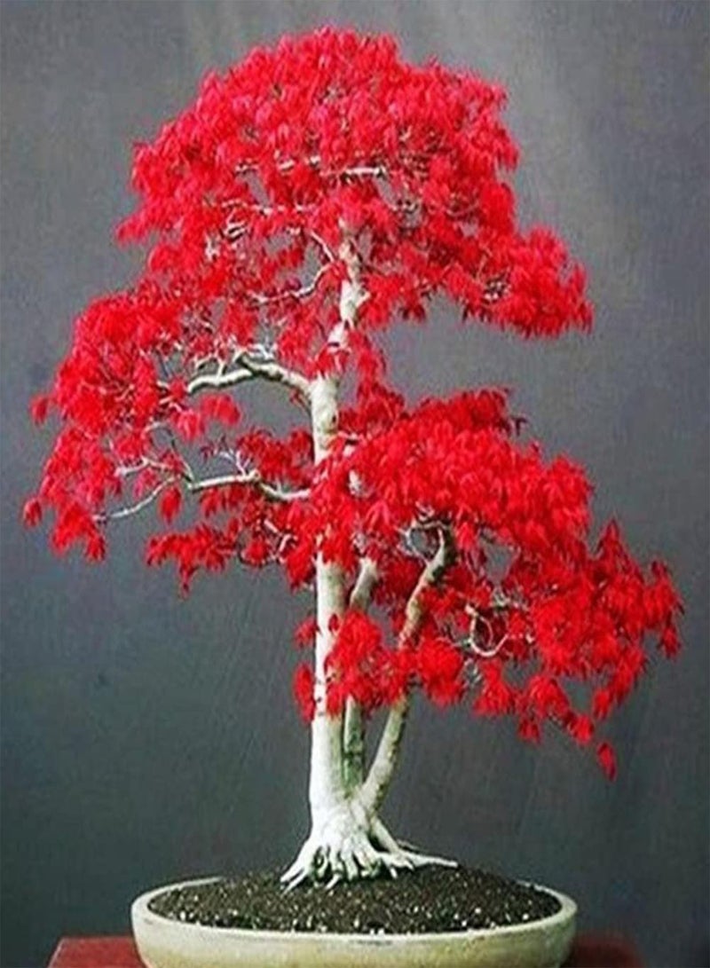 GGOOT 20Pcs Red Maple Tree Seeds Planting Kit - DIY Palmatum Plant Seedlings for Outdoor Bonsai Garden Yard Seeds 1size - Image 1