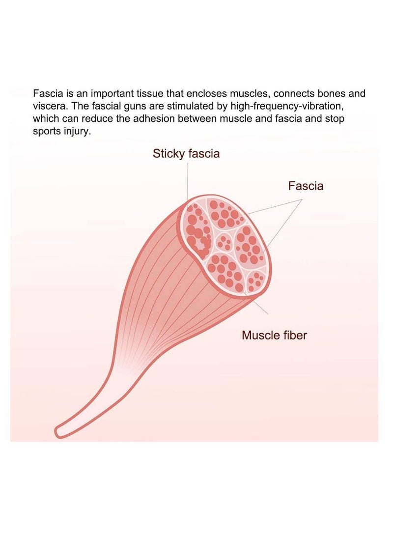 Massage Gun, Deep Tissue Massager, Portable Muscle Massage Gun for Back Neck Muscle Relieve, Quiet Brushless Motor 20 Variable Speeds Digital Display 6 Massage Heads and Carrying Case - Image 3