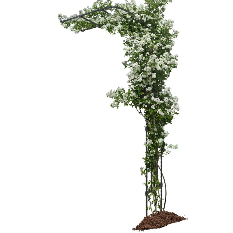 BUKLIYN Half Sided Arch Against The Wall Garden Arch Trellis - Garden Arch Arbor Trellis for Climbing Plants Outdoor - Garden Arch Trellis Arbor for Home Yard and Gardenï¼ˆBlackï¼‰ - Image 1