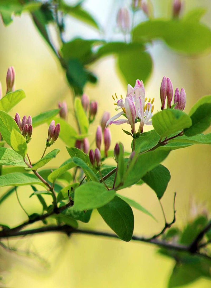 GGOOT 200pcs Honeysuckle Seeds Long-Lasting Flowering Blooming Fragrance Perennial Home Garden Exquisite Landscape DIY Planting Beautiful Flowers - Image 1