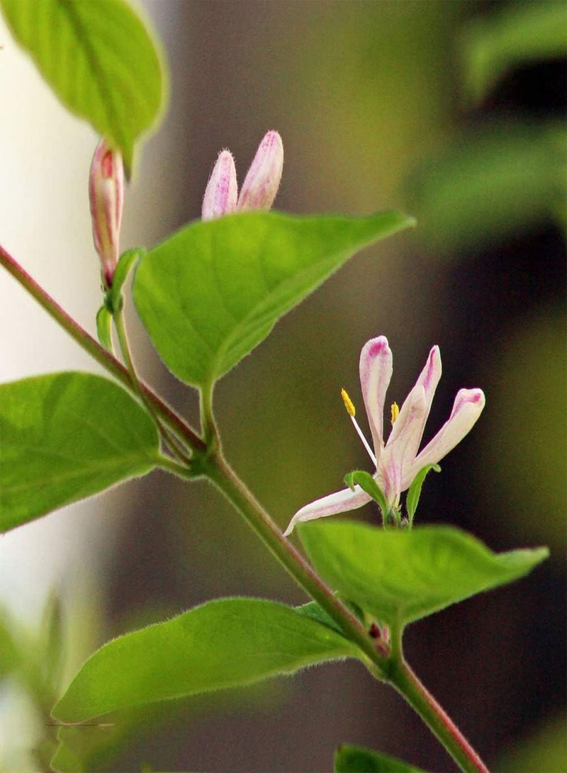 GGOOT 200pcs Honeysuckle Seeds Long-Lasting Flowering Blooming Fragrance Perennial Home Garden Exquisite Landscape DIY Planting Beautiful Flowers - Image 3