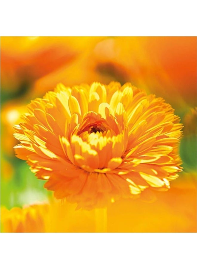 Weleda Baby Body Wash & Shampoo - 200 ml - Image 3