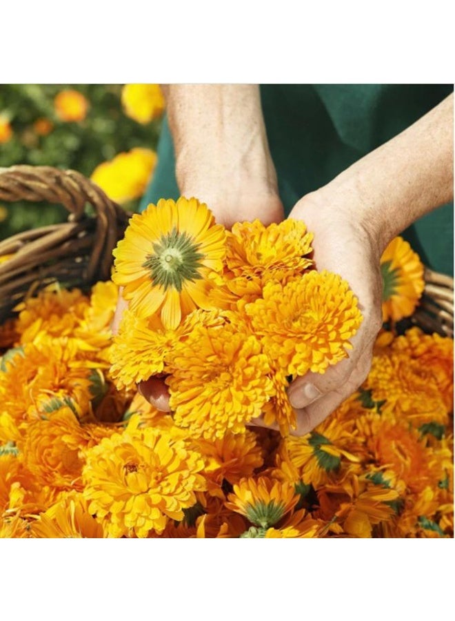 Weleda Baby Body Wash & Shampoo - 200 ml - Image 4