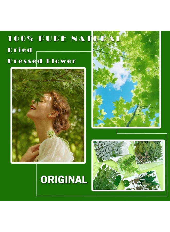 سيوسي Pressed Dried Leaves for Resin Molds, Natural Bulk Botanical Collection for Resin Molds, Epoxy Jewelry, Candles & Soap Making, DIY Craft Supplies for Nail Art, Home Decor & Gift Making(84-Piece) - Image 2