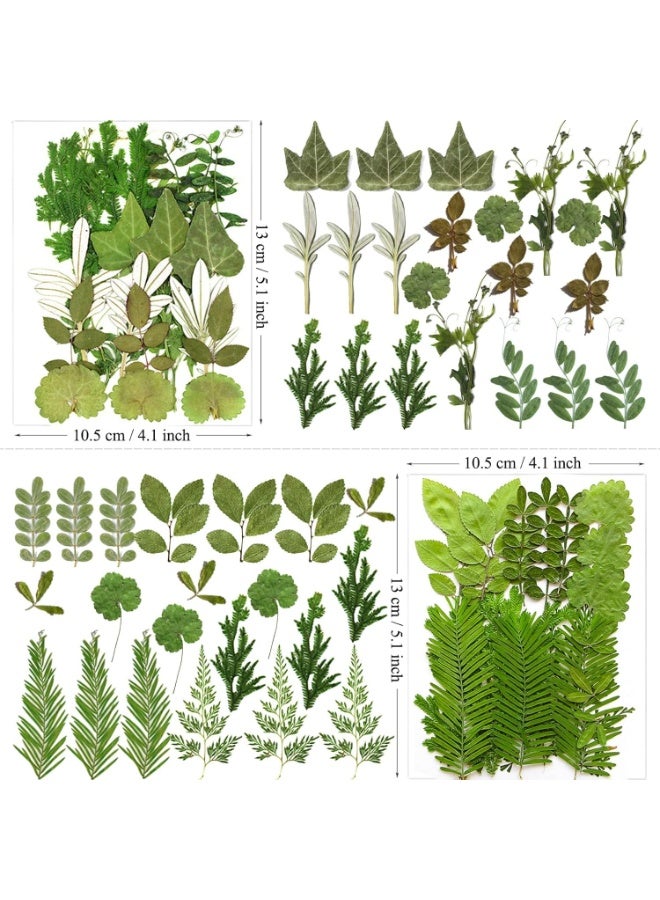 سيوسي Pressed Dried Leaves for Resin Molds, Natural Bulk Botanical Collection for Resin Molds, Epoxy Jewelry, Candles & Soap Making, DIY Craft Supplies for Nail Art, Home Decor & Gift Making(84-Piece) - Image 5