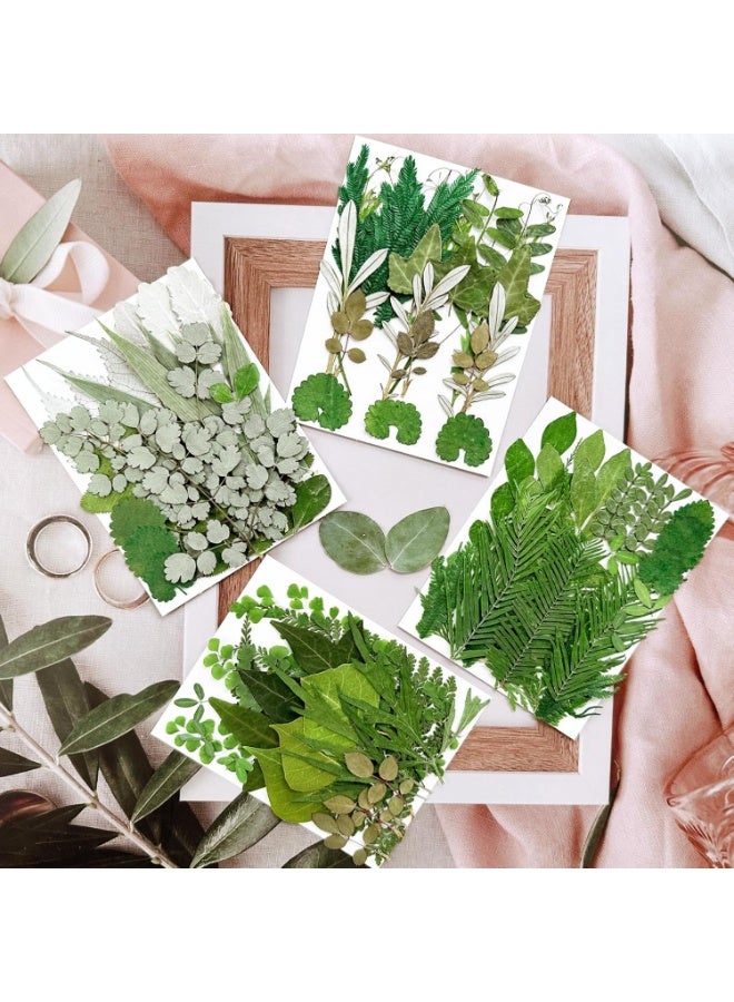 سيوسي Pressed Dried Leaves for Resin Molds, Natural Bulk Botanical Collection for Resin Molds, Epoxy Jewelry, Candles & Soap Making, DIY Craft Supplies for Nail Art, Home Decor & Gift Making(84-Piece) - Image 3