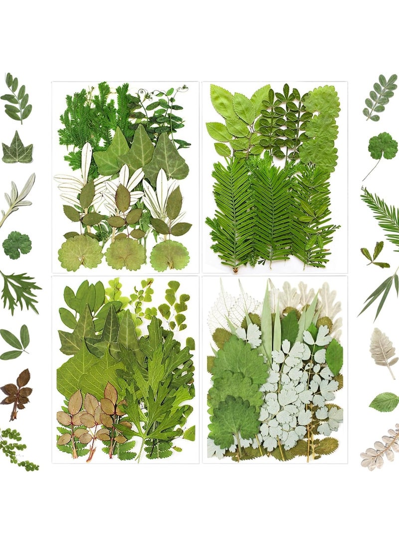 سيوسي Pressed Dried Leaves for Resin Molds, Natural Bulk Botanical Collection for Resin Molds, Epoxy Jewelry, Candles & Soap Making, DIY Craft Supplies for Nail Art, Home Decor & Gift Making(84-Piece) - Image 1