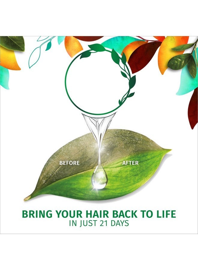 Biorenew Golden Moringa Oil Smooth Shampoo, 13.5 Fl Oz