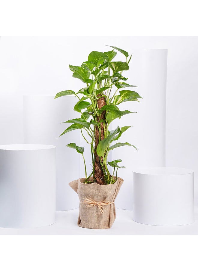 Ferns N Petals Jute Wrapped Epipremnum Aureum Plant