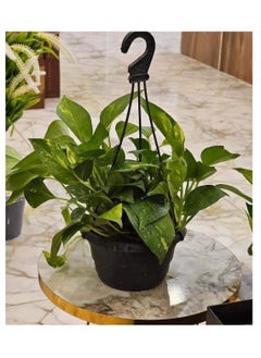 ماركة غير محددة نبات بوتس - نباتات طبيعية  - Image 1