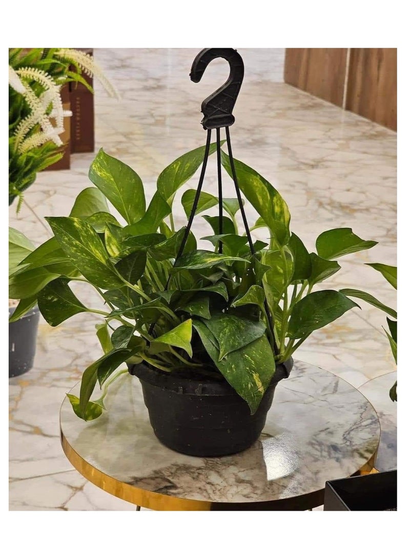 ماركة غير محددة نبات بوتس - نباتات طبيعية  - Image 1