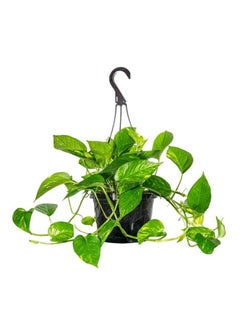 ماركة غير محددة نبات بوتس - نباتات طبيعية  - Image 3