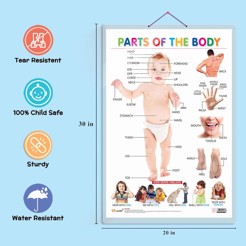 GoWoo Early Learning Educational Charts for Kids (Parts of The Body) (Parts of The Body) - Image 3