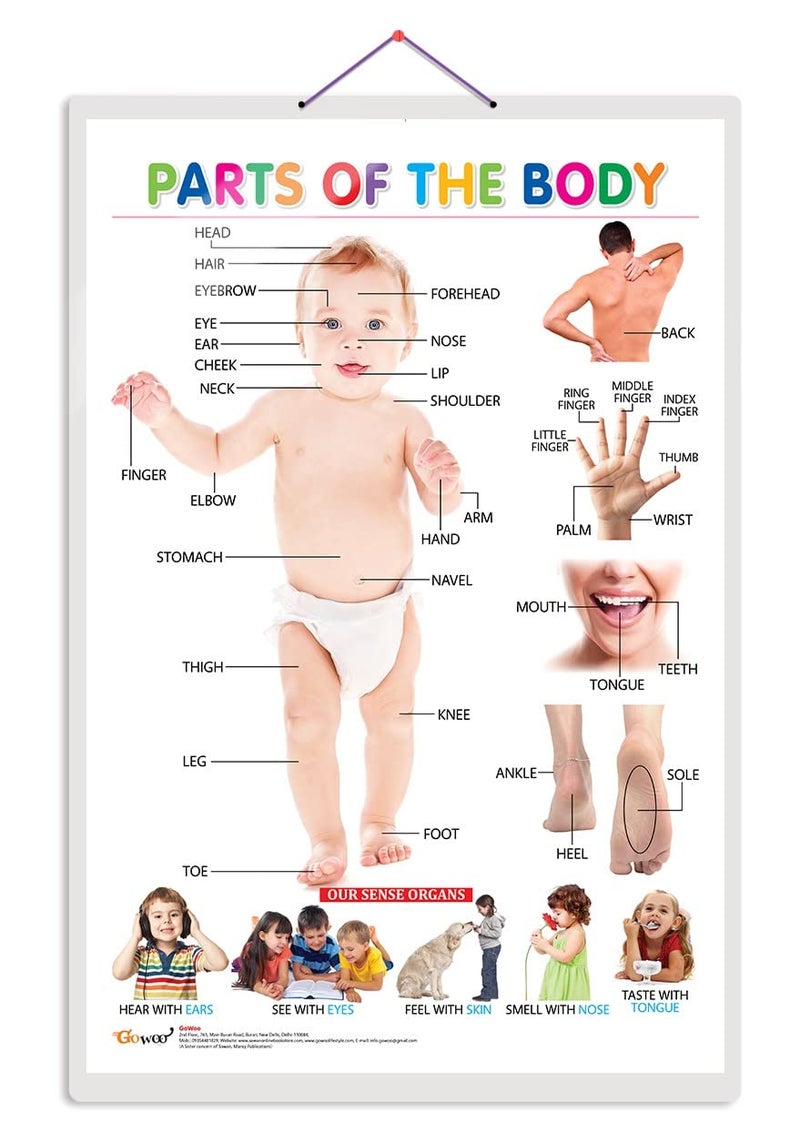 GoWoo Early Learning Educational Charts for Kids (Parts of The Body) (Parts of The Body) - Image 1