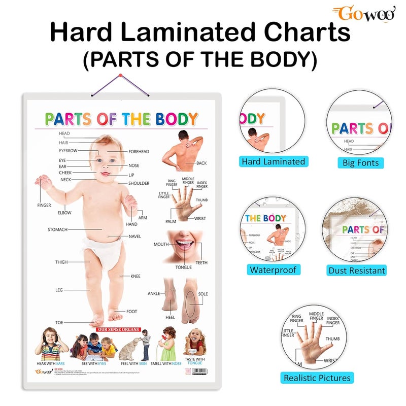 GoWoo Early Learning Educational Charts for Kids (Parts of The Body) (Parts of The Body) - Image 2