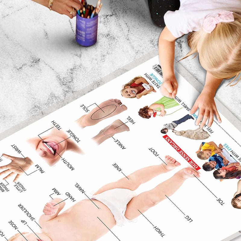 GoWoo Early Learning Educational Charts for Kids (Parts of The Body) (Parts of The Body) - Image 5