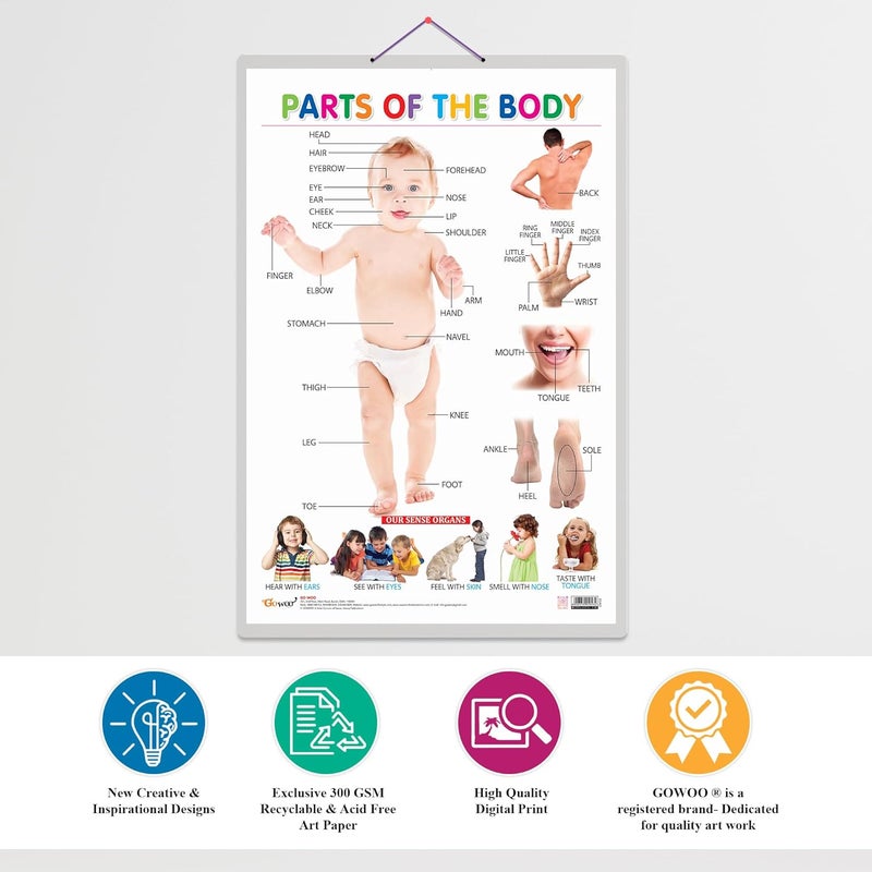 GoWoo Early Learning Educational Charts for Kids (Parts of The Body) (Parts of The Body) - Image 4