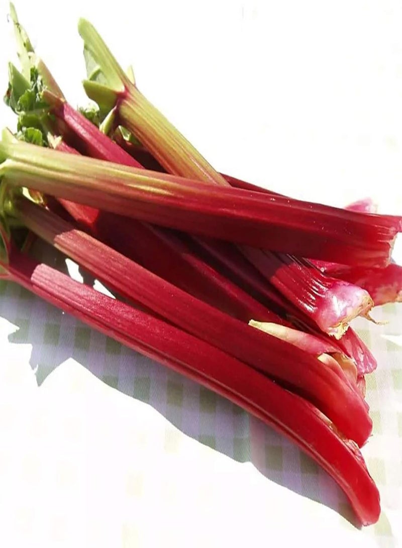 GGOOT 1 Bag Garden Seeds,Nutritious Making Red Stem Rustic Chenopodiaceae Seeds for Planting Garden Yard Outdoor 1 Rhubarb Seeds - Image 3