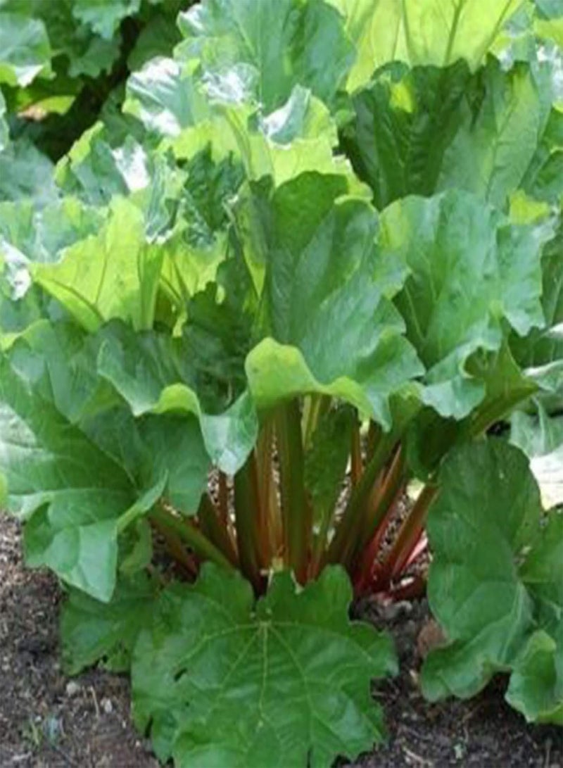 GGOOT 1 Bag Garden Seeds,Nutritious Making Red Stem Rustic Chenopodiaceae Seeds for Planting Garden Yard Outdoor 1 Rhubarb Seeds - Image 4