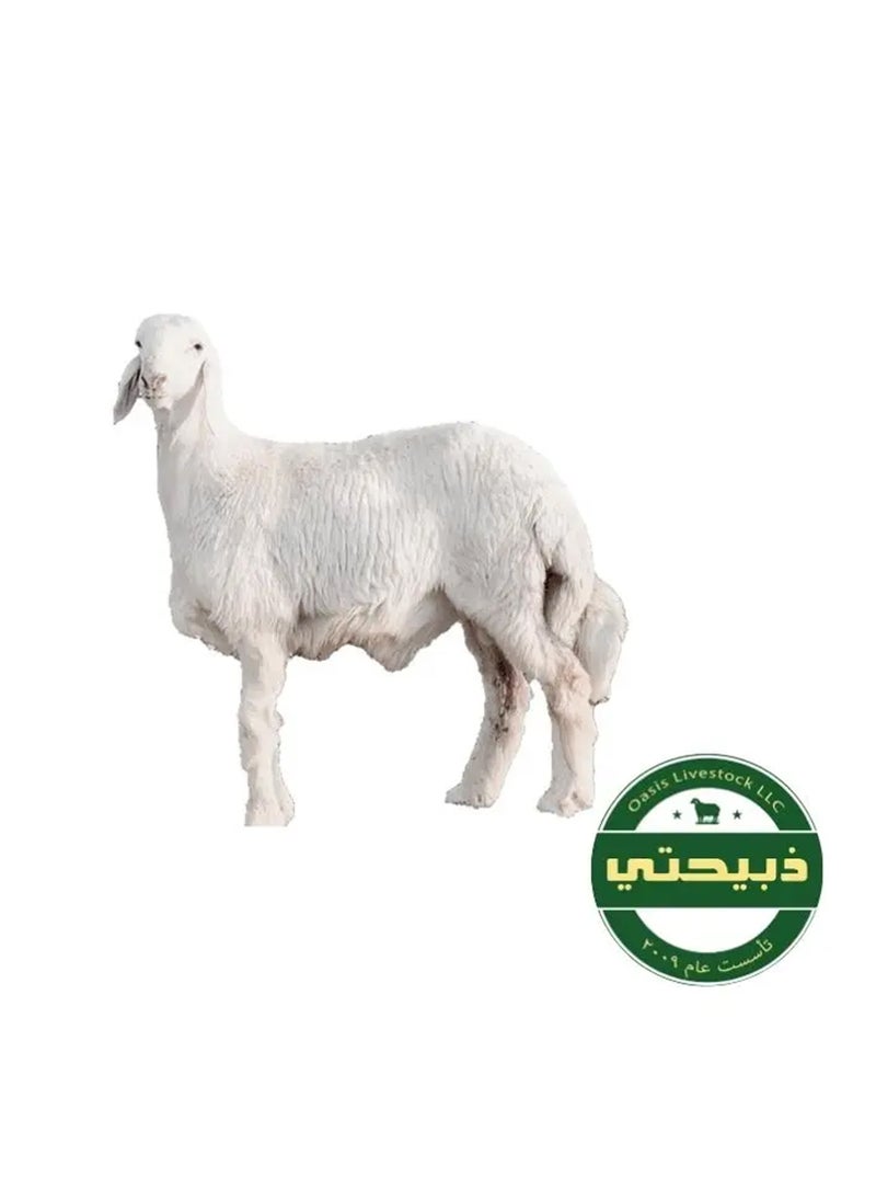 null - خروف حري توصلك ثاني يوم العيد - Image 1