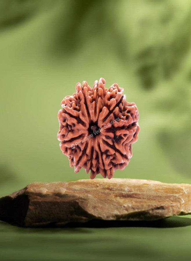 ARKAM Ten Mukhi Rudraksha Certified/Original Nepali 10 Mukhi Rudraksh/Natural 10 Faced Rudraksha (Brown) with Certificate and Puja Instructions - Image 4
