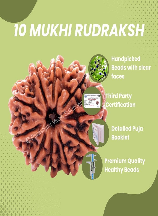 ARKAM Ten Mukhi Rudraksha Certified/Original Nepali 10 Mukhi Rudraksh/Natural 10 Faced Rudraksha (Brown) with Certificate and Puja Instructions - Image 3