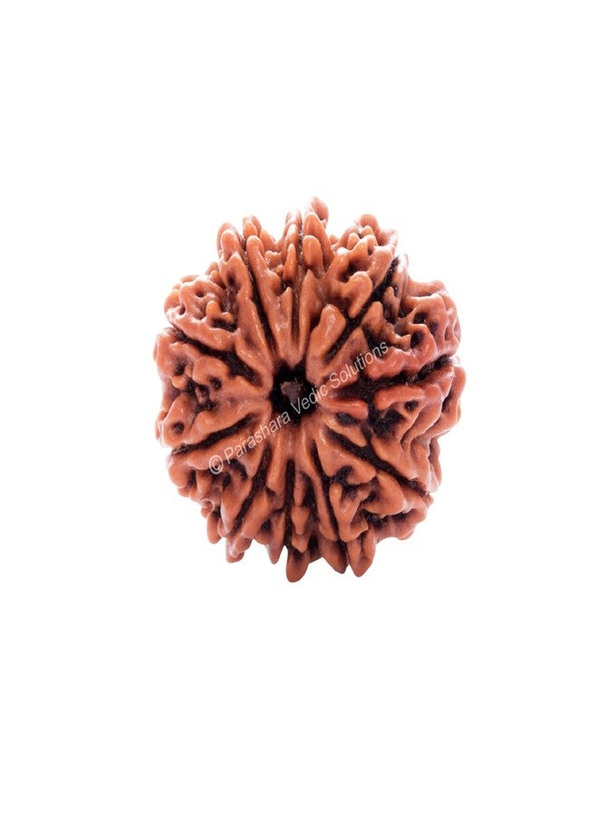 ARKAM Ten Mukhi Rudraksha Certified/Original Nepali 10 Mukhi Rudraksh/Natural 10 Faced Rudraksha (Brown) with Certificate and Puja Instructions - Image 1