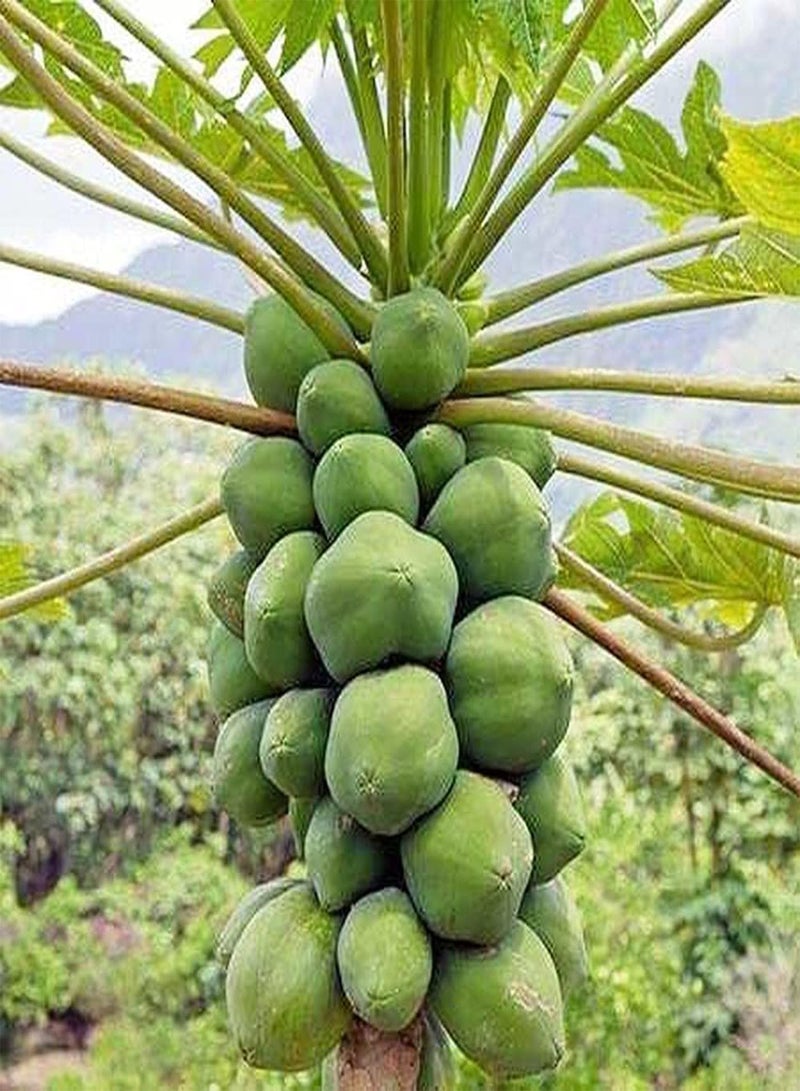 GGOOT 20pcs Eye Catching Unique Rare Papaya Seeds Little Difficulty in Planting Suitable for Beginners Novice Gardeners - Image 1