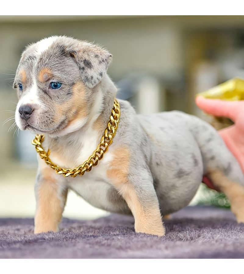 Stainless Steel Dog Collar for Medium to Large Dogs 24 Inch Length Safety Buckle Cuban Link Training Necklace 15MM Width Sturdy - Image 4