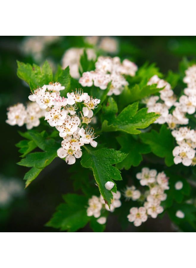 MagJo Naturals, Hawthorn Leaf and Flower (1 Pound), Wild-Crafted, Cut and Sifted, Dried Loose Leaf, Makes crisp cup of Hawthorn Tea, Hawthorn Leaves and Herb, Leaves Herbal Tea (Crataegus) - Image 5