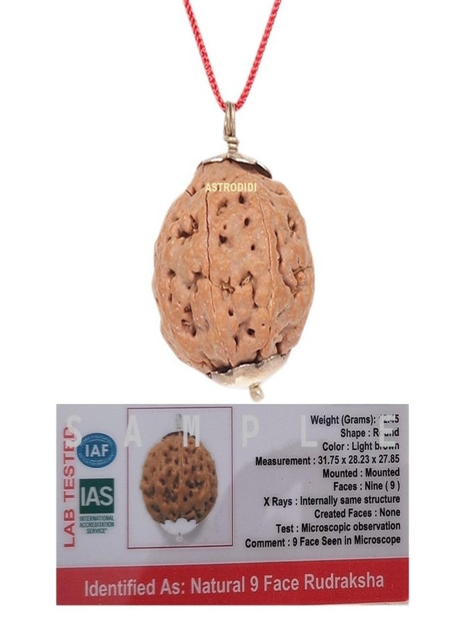 ASTRODIDI 9 Mukhi Rudraksha Big Size Nine Face Rudraksha Indonesian Origin with Lab Report