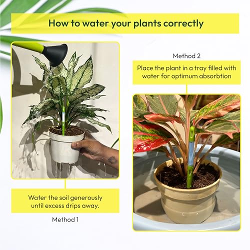UGAOO Sustee Plant Watermeter with Soil Moisture Sensor (Green, Small) - Image 5