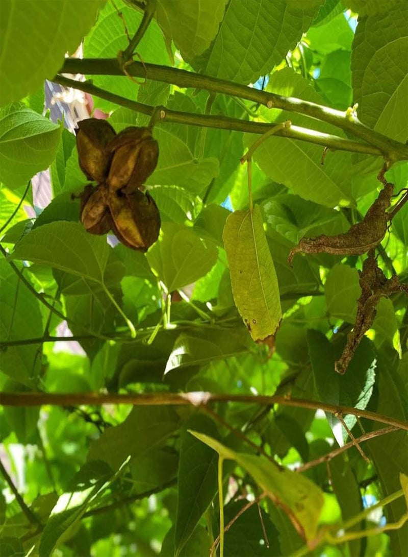 جي جوت قطع من بذور النباتات الصديقة للبيئة سريعة الإنبات من نوع Plukenetia Volubilis، بذور الحدائق المنزلية، بذور النباتات المنزلية، زراعة المزارع - Image 2