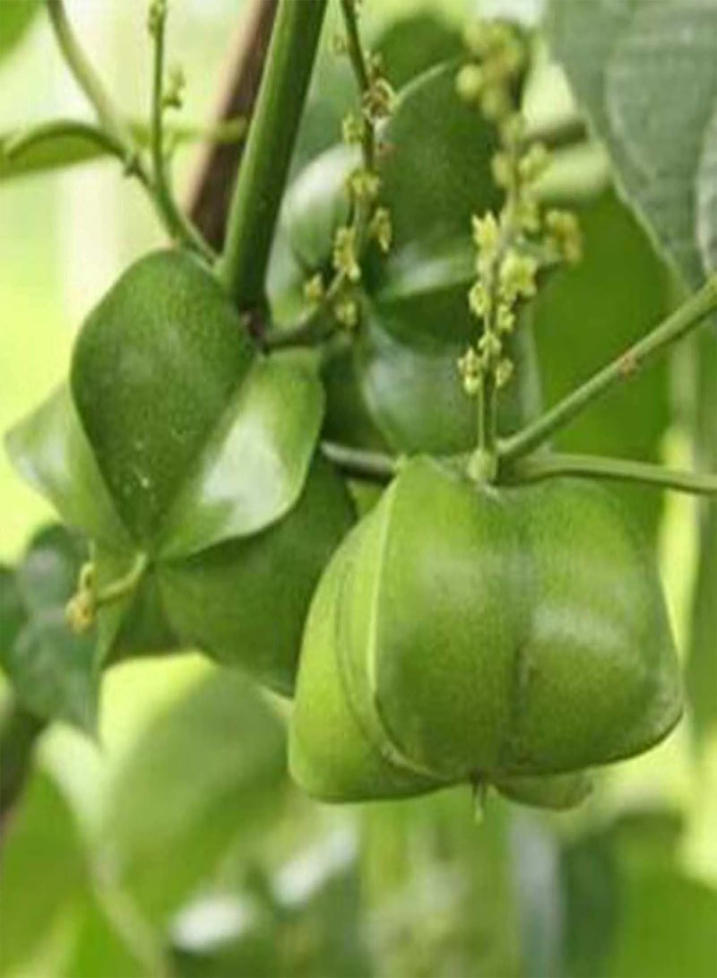 جي جوت قطع من بذور النباتات الصديقة للبيئة سريعة الإنبات من نوع Plukenetia Volubilis، بذور الحدائق المنزلية، بذور النباتات المنزلية، زراعة المزارع - Image 3