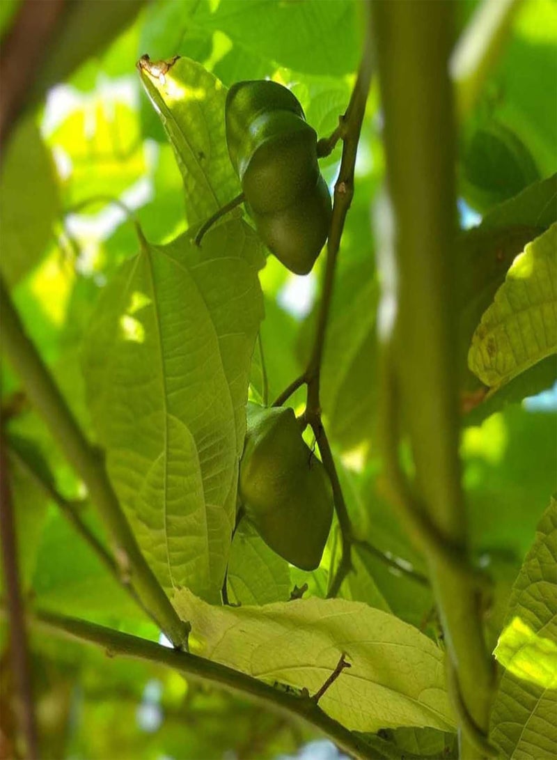 جي جوت قطع من بذور النباتات الصديقة للبيئة سريعة الإنبات من نوع Plukenetia Volubilis، بذور الحدائق المنزلية، بذور النباتات المنزلية، زراعة المزارع - Image 5
