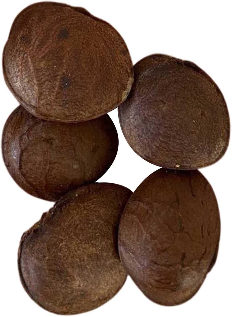 جي جوت قطع من بذور النباتات الصديقة للبيئة سريعة الإنبات من نوع Plukenetia Volubilis، بذور الحدائق المنزلية، بذور النباتات المنزلية، زراعة المزارع - Image 1