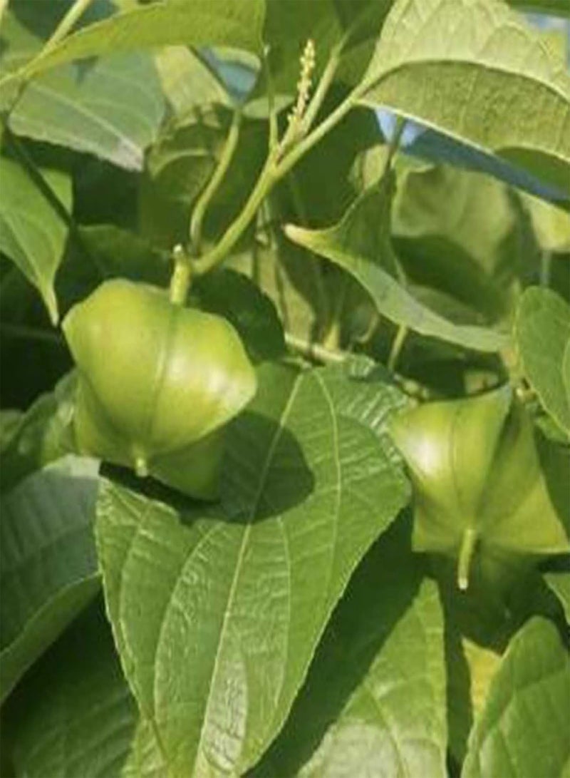 جي جوت قطع من بذور النباتات الصديقة للبيئة سريعة الإنبات من نوع Plukenetia Volubilis، بذور الحدائق المنزلية، بذور النباتات المنزلية، زراعة المزارع - Image 4