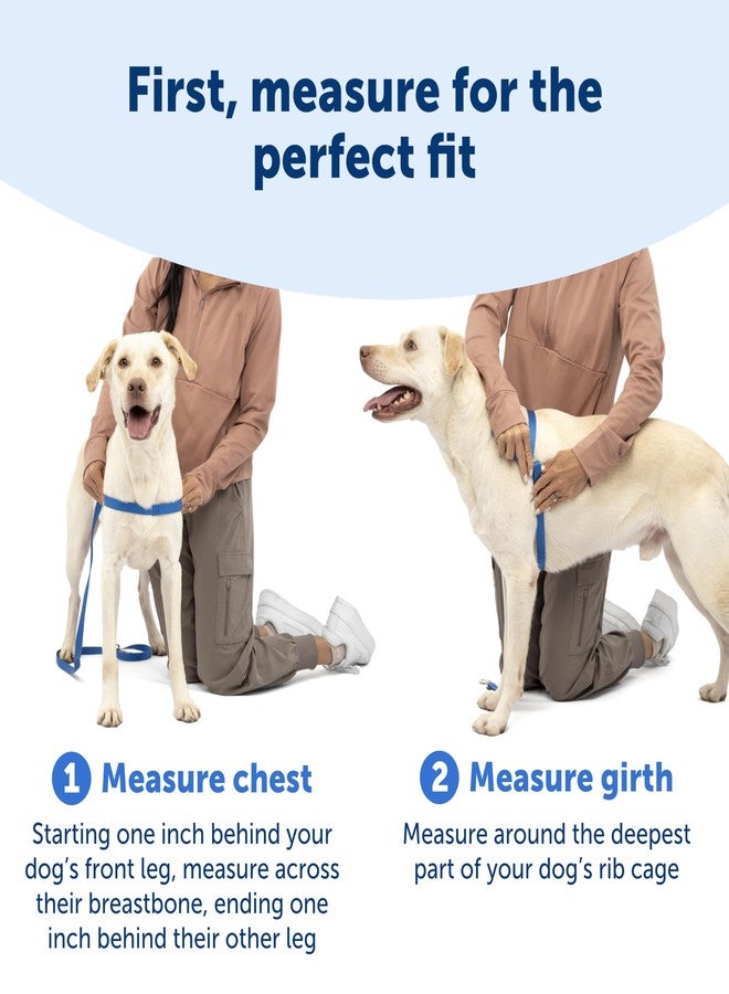بيت سيف سرج PetSafe Easy Walk للكلاب - السرج الأمثل لمنع الشد - نزهات بدون شد - تحكم في كلبك وعلمه آداب المشي بالزمام - تصميم حلقة مارتينجال الحاصل على براءة اختراع - أخضر تفاحي، متوسط/كبير - Image 5