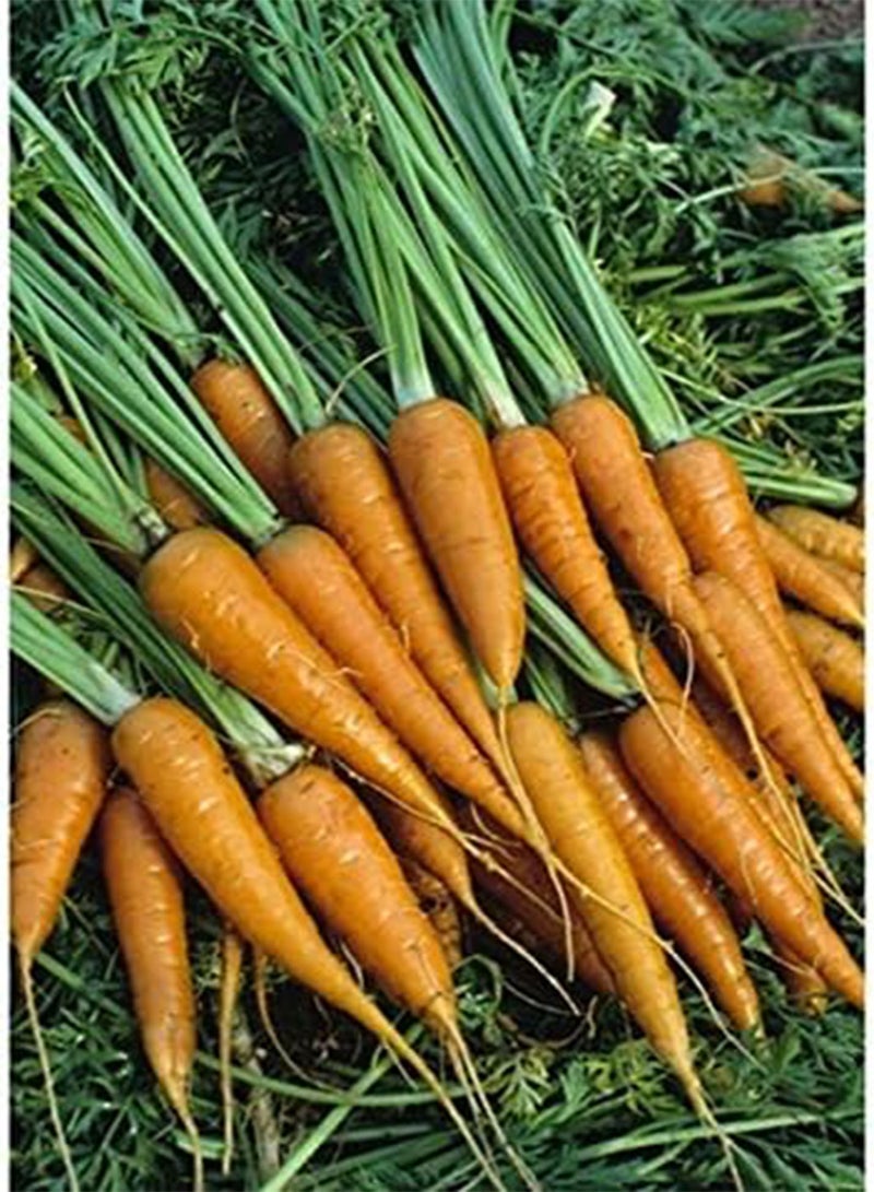 جي جوت جزرة صغيرة - إصبع صغير - ١٥٠٠ (عضوية) - Image 1