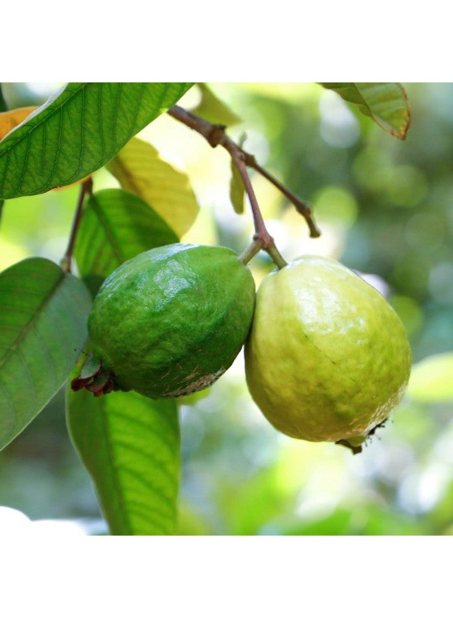 PURE ORIGINAL INGREDIENTS PURE ORIGINAL INGREDIENTS Guava Leaf Powder, 8 oz, 4:1 Extract, Herbal Supplement, Pure & Undiluted - Image 4