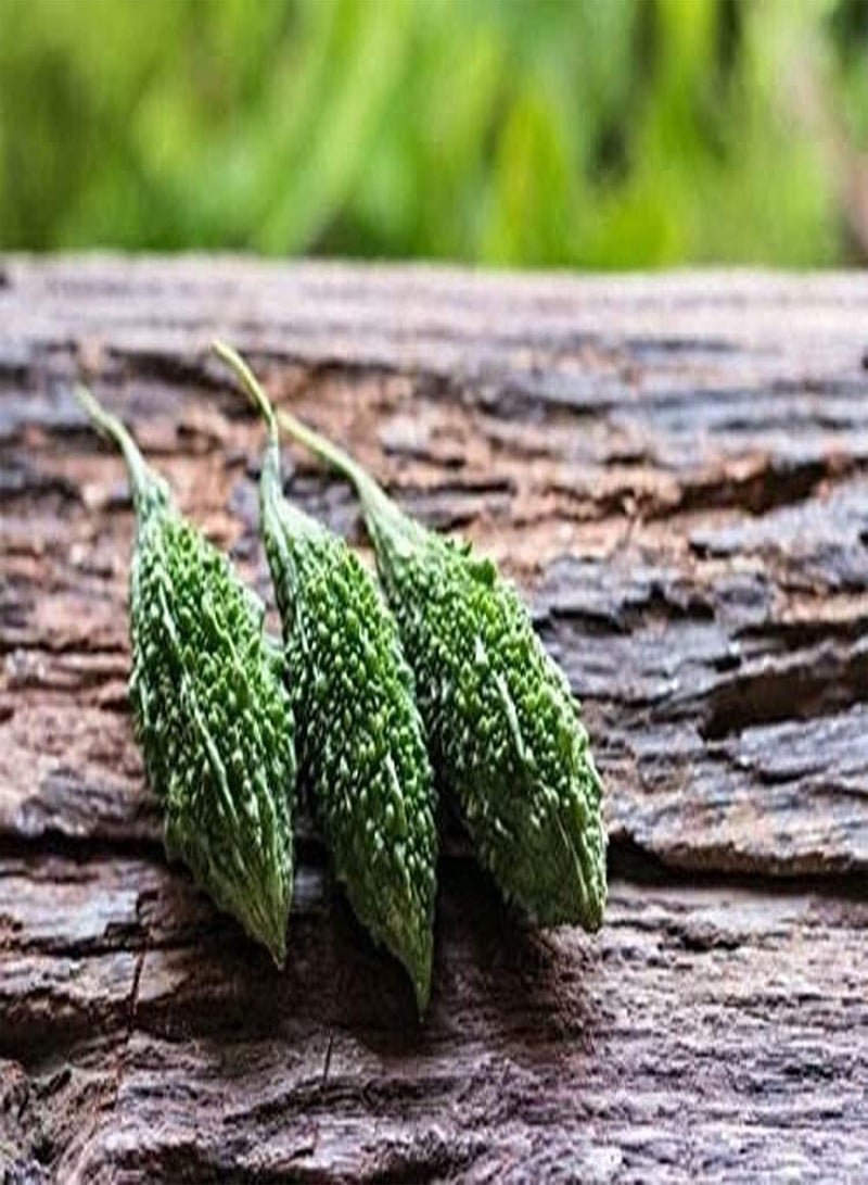 جي جوت 30 قطعة من منتجات Bitterkürbis Samen Gentechnikfrei Offene Bestäubungssorte Zum Dekorieren des Gartens Ernte reichhaltiger Hof geeignet for unerfahrene Gärtner um das Interesse am Pflanzen zu wecken - Image 2