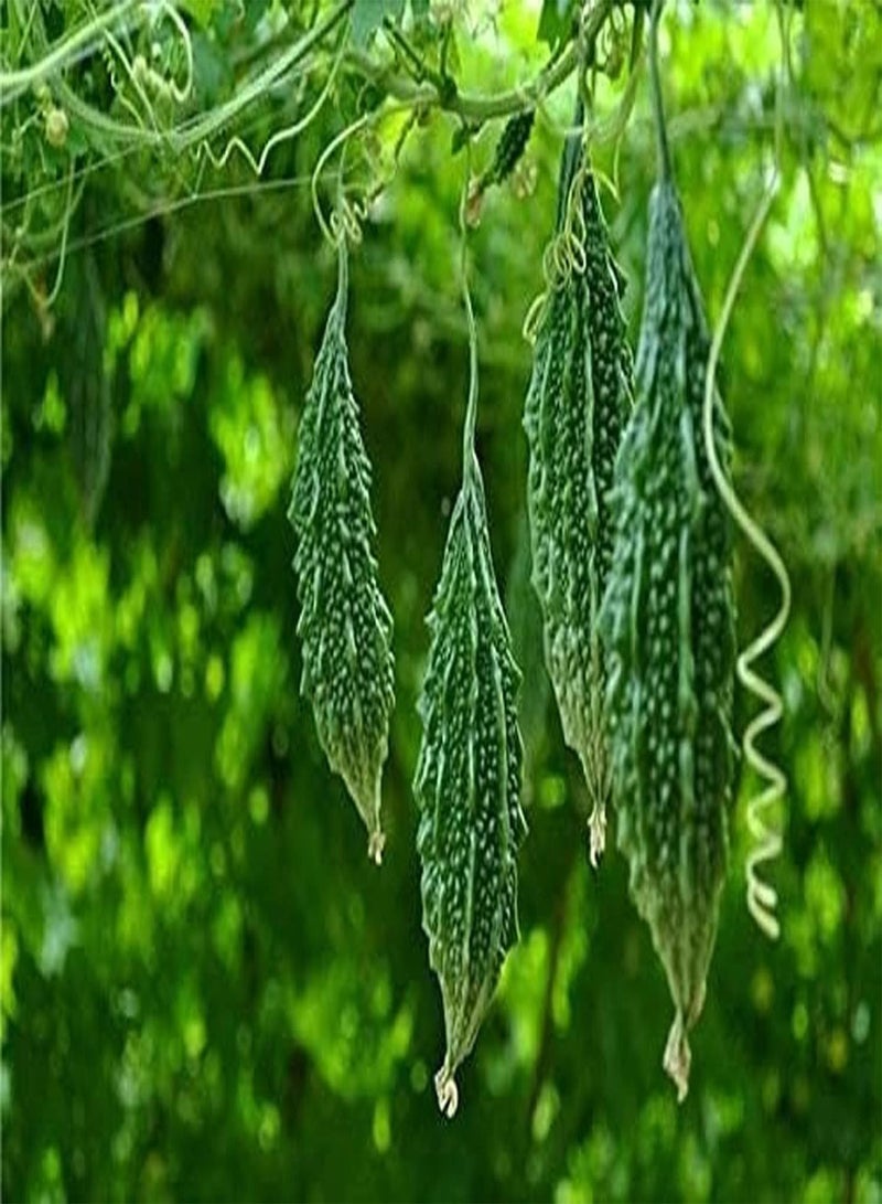 جي جوت 30 قطعة من منتجات Bitterkürbis Samen Gentechnikfrei Offene Bestäubungssorte Zum Dekorieren des Gartens Ernte reichhaltiger Hof geeignet for unerfahrene Gärtner um das Interesse am Pflanzen zu wecken - Image 1