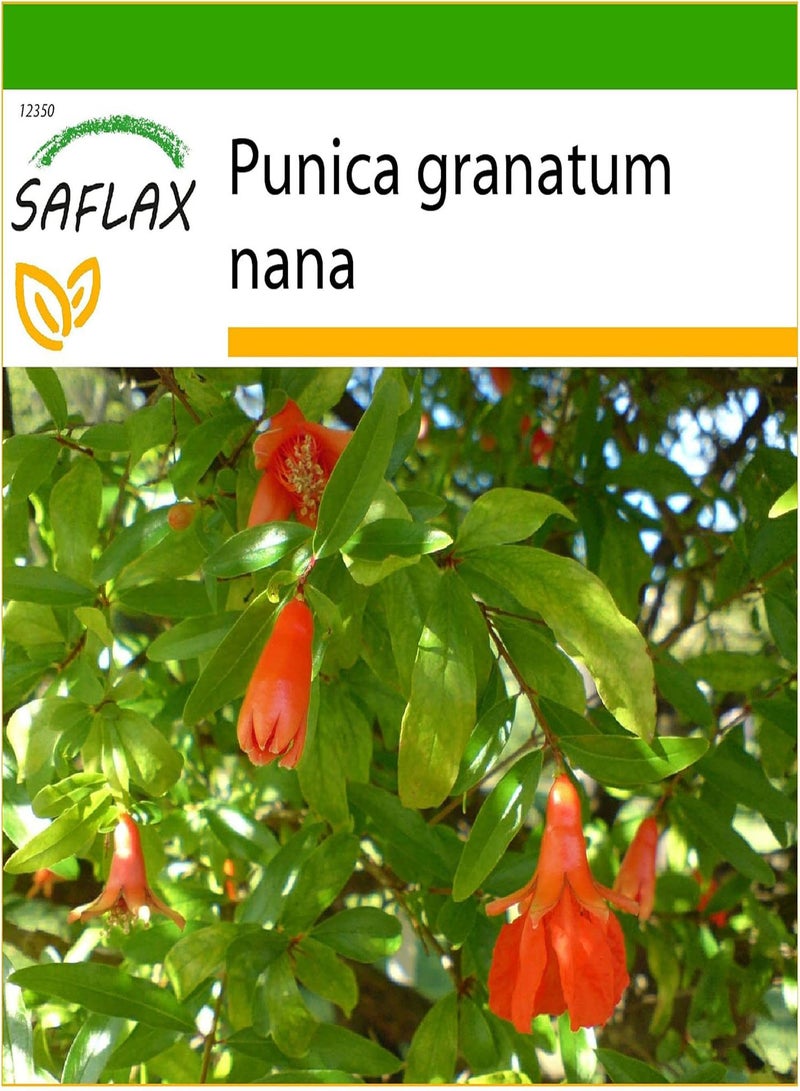 GGOOT Dwarf Pomegranate - 50 Seeds - with Soil - Punica granatum Nana - Image 1