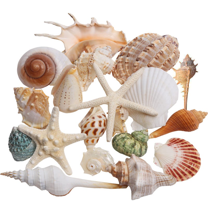 JQAQJU Sea Shells Mixed Beach Seashells 20 Kinds 1555 Various Sizes Large Ocean Shells Conch 2 Kinds Natural Starfish for Decorating Beach Theme Party Fish Tank Filling Home Decor Wedding