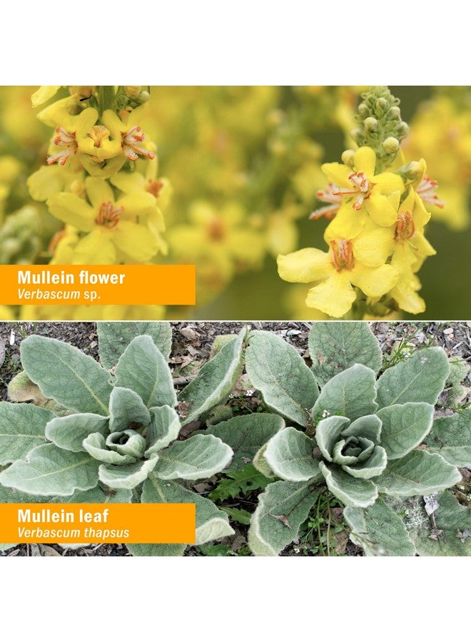 Herb Pharm Certified Organic Mullein Blend Liquid Extract for Respiratory System Support - 1 Ounce - Image 3